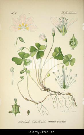 Prof. Dr. Thomé, Flora von Deutschland, Österreich und der Schweiz in Wort und Bild für Schule und Haus; mit... Gr... von Walter Müller. Gera-Untermhaus: ZB. Köhler, 1886-1934. Http://biodiversitylibrary.org/page/4320958 471 Prof. Dr. Thomé, Flora von Deutschland, Österreich und der Schweiz in Wort und Bild für Schule und Haus; mit... Gr... von Walter Müller (PL. 321) (7982372437) Stockfoto