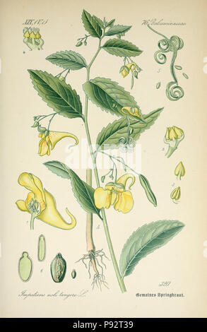 Prof. Dr. Thomé, Flora von Deutschland, Österreich und der Schweiz in Wort und Bild für Schule und Haus; mit... Gr... von Walter Müller. Gera-Untermhaus: ZB. Köhler, 1886-1934. Http://biodiversitylibrary.org/page/4320955 471 Prof. Dr. Thomé, Flora von Deutschland, Österreich und der Schweiz in Wort und Bild für Schule und Haus; mit... Gr... von Walter Müller (PL. 320) (7982371929) Stockfoto