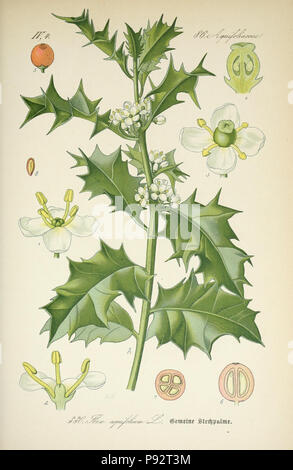 Prof. Dr. Thomé, Flora von Deutschland, Österreich und der Schweiz in Wort und Bild für Schule und Haus; mit... Gr... von Walter Müller. Gera-Untermhaus: ZB. Köhler, 1886-1934. Http://biodiversitylibrary.org/page/4321196 471 Prof. Dr. Thomé, Flora von Deutschland, Österreich und der Schweiz in Wort und Bild für Schule und Haus; mit... Gr... von Walter Müller (PL. 330) (7982376859) Stockfoto