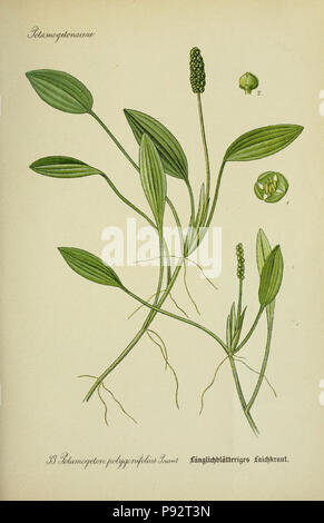 Flora von Deutschland, Österreich und der Schweiz. Gera, Zezschwitz, 1903-Http://biodiversitylibrary.org/page/12306500 471 Prof. Dr. Thomé, Flora von Deutschland, Österreich und der Schweiz in Wort und Bild für Schule und Haus; mit... Gr... von Walter Müller (PL. 33) (7845270330) Stockfoto