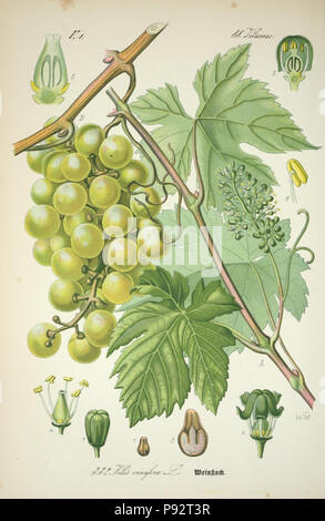 Prof. Dr. Thomé, Flora von Deutschland, Österreich und der Schweiz in Wort und Bild für Schule und Haus; mit... Gr... von Walter Müller. Gera-Untermhaus: ZB. Köhler, 1886-1934. Http://biodiversitylibrary.org/page/4321212 471 Prof. Dr. Thomé, Flora von Deutschland, Österreich und der Schweiz in Wort und Bild für Schule und Haus; mit... Gr... von Walter Müller (PL. 332) (7982377911) Stockfoto