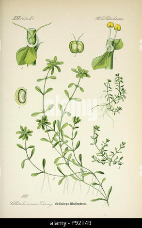 Prof. Dr. Thomé, Flora von Deutschland, Österreich und der Schweiz in Wort und Bild für Schule und Haus; mit... Gr... von Walter Müller. Gera-Untermhaus: ZB. Köhler, 1886-1934. Http://biodiversitylibrary.org/page/4321253 471 Prof. Dr. Thomé, Flora von Deutschland, Österreich und der Schweiz in Wort und Bild für Schule und Haus; mit... Gr... von Walter Müller (PL. 337) (7982380573) Stockfoto