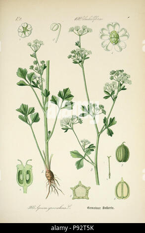 Prof. Dr. Thomé, Flora von Deutschland, Österreich und der Schweiz in Wort und Bild für Schule und Haus; mit... Gr... von Walter Müller. Gera-Untermhaus: ZB. Köhler, 1886-1934. Http://biodiversitylibrary.org/page/4320925 471 Prof. Dr. Thomé, Flora von Deutschland, Österreich und der Schweiz in Wort und Bild für Schule und Haus; mit... Gr... von Walter Müller (PL. 366) (7982393245) Stockfoto