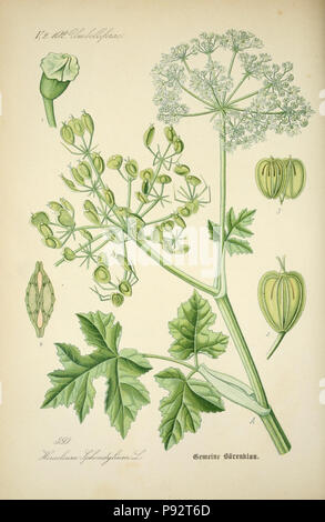 Prof. Dr. Thomé, Flora von Deutschland, Österreich und der Schweiz in Wort und Bild für Schule und Haus; mit... Gr... von Walter Müller. Gera-Untermhaus: ZB. Köhler, 1886-1934. Http://biodiversitylibrary.org/page/4320882 471 Prof. Dr. Thomé, Flora von Deutschland, Österreich und der Schweiz in Wort und Bild für Schule und Haus; mit... Gr... von Walter Müller (PL. 380) (7982402898) Stockfoto