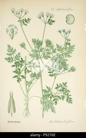 Prof. Dr. Thomé, Flora von Deutschland, Österreich und der Schweiz in Wort und Bild für Schule und Haus; mit... Gr... von Walter Müller. Gera-Untermhaus: ZB. Köhler, 1886-1934. Http://biodiversitylibrary.org/page/4320875 471 Prof. Dr. Thomé, Flora von Deutschland, Österreich und der Schweiz in Wort und Bild für Schule und Haus; mit... Gr... von Walter Müller (PL. 381) (7982400357) Stockfoto