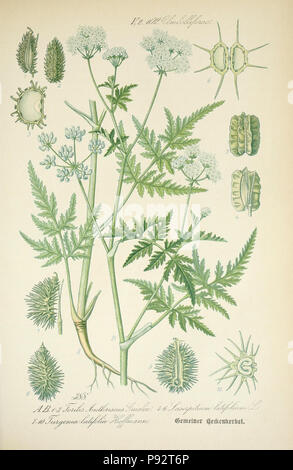 Prof. Dr. Thomé, Flora von Deutschland, Österreich und der Schweiz in Wort und Bild für Schule und Haus; mit... Gr... von Walter Müller. Gera-Untermhaus: ZB. Köhler, 1886-1934. Http://biodiversitylibrary.org/page/4320847 471 Prof. Dr. Thomé, Flora von Deutschland, Österreich und der Schweiz in Wort und Bild für Schule und Haus; mit... Gr... von Walter Müller (PL. 388) (7982403805) Stockfoto