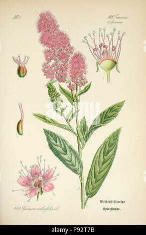 Prof. Dr. Thomé, Flora von Deutschland, Österreich und der Schweiz in Wort und Bild für Schule und Haus; mit... Gr... von Walter Müller. Gera-Untermhaus: ZB. Köhler, 1886-1934. Http://biodiversitylibrary.org/page/4321031 471 Prof. Dr. Thomé, Flora von Deutschland, Österreich und der Schweiz in Wort und Bild für Schule und Haus; mit... Gr... von Walter Müller (PL. 401) (7982409343) Stockfoto