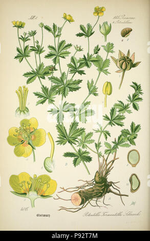 Prof. Dr. Thomé, Flora von Deutschland, Österreich und der Schweiz in Wort und Bild für Schule und Haus; mit... Gr... von Walter Müller. Gera-Untermhaus: ZB. Köhler, 1886-1934. Http://biodiversitylibrary.org/page/4321055 471 Prof. Dr. Thomé, Flora von Deutschland, Österreich und der Schweiz in Wort und Bild für Schule und Haus; mit... Gr... von Walter Müller (PL. 406) (7982411499) Stockfoto