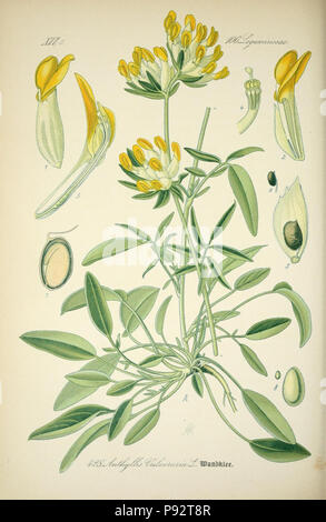 Prof. Dr. Thomé, Flora von Deutschland, Österreich und der Schweiz in Wort und Bild für Schule und Haus; mit... Gr... von Walter Müller. Gera-Untermhaus: ZB. Köhler, 1886-1934. Http://biodiversitylibrary.org/page/4321135 471 Prof. Dr. Thomé, Flora von Deutschland, Österreich und der Schweiz in Wort und Bild für Schule und Haus; mit... Gr... von Walter Müller (PL. 428) (7982424138) Stockfoto