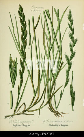 Flora von Deutschland, Österreich und der Schweiz. Gera, Zezschwitz, 1903-Http://biodiversitylibrary.org/page/12306520 471 Prof. Dr. Thomé, Flora von Deutschland, Österreich und der Schweiz in Wort und Bild für Schule und Haus; mit... Gr... von Walter Müller (PL. 43) (7845283666) Stockfoto