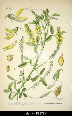 Prof. Dr. Thomé, Flora von Deutschland, Österreich und der Schweiz in Wort und Bild für Schule und Haus; mit... Gr... von Walter Müller. Gera-Untermhaus: ZB. Köhler, 1886-1934. Http://biodiversitylibrary.org/page/4321372 471 Prof. Dr. Thomé, Flora von Deutschland, Österreich und der Schweiz in Wort und Bild für Schule und Haus; mit... Gr... von Walter Müller (PL. 432) (7982423161) Stockfoto