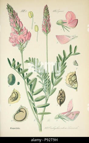 Prof. Dr. Thomé, Flora von Deutschland, Österreich und der Schweiz in Wort und Bild für Schule und Haus; mit... Gr... von Walter Müller. Gera-Untermhaus: ZB. Köhler, 1886-1934. Http://biodiversitylibrary.org/page/4321220 471 Prof. Dr. Thomé, Flora von Deutschland, Österreich und der Schweiz in Wort und Bild für Schule und Haus; mit... Gr... von Walter Müller (PL. 447) (7982429361) Stockfoto