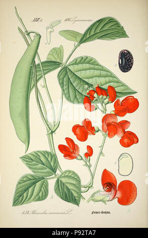 Prof. Dr. Thomé, Flora von Deutschland, Österreich und der Schweiz in Wort und Bild für Schule und Haus; mit... Gr... von Walter Müller. Gera-Untermhaus: ZB. Köhler, 1886-1934. Http://biodiversitylibrary.org/page/4321360 471 Prof. Dr. Thomé, Flora von Deutschland, Österreich und der Schweiz in Wort und Bild für Schule und Haus; mit... Gr... von Walter Müller (PL. 454) (7982435524) Stockfoto