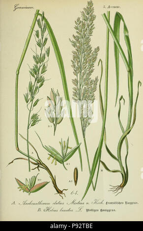 Flora von Deutschland, Österreich und der Schweiz. Gera, Zezschwitz, 1903-Http://biodiversitylibrary.org/page/12306566 471 Prof. Dr. Thomé, Flora von Deutschland, Österreich und der Schweiz in Wort und Bild für Schule und Haus; mit... Gr... von Walter Müller (PL. 64) (7845314958) Stockfoto
