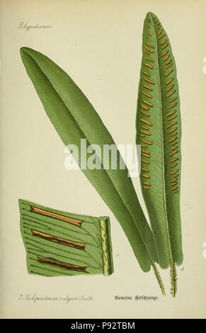 Flora von Deutschland, Österreich und der Schweiz. Gera, Zezschwitz, 1903-Http://biodiversitylibrary.org/page/12306448 471 Prof. Dr. Thomé, Flora von Deutschland, Österreich und der Schweiz in Wort und Bild für Schule und Haus; mit... Gr... von Walter Müller (PL. 7) (7845238166) Stockfoto