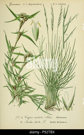 Flora von Deutschland, Österreich und der Schweiz. Gera, Zezschwitz, 1903-Http://biodiversitylibrary.org/page/12306586 471 Prof. Dr. Thomé, Flora von Deutschland, Österreich und der Schweiz in Wort und Bild für Schule und Haus; mit... Gr... von Walter Müller (PL. 74) (7845328652) Stockfoto
