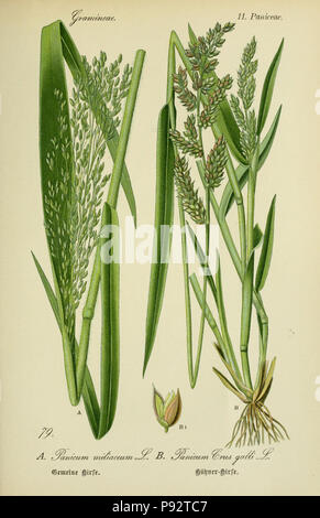 Flora von Deutschland, Österreich und der Schweiz. Gera, Zezschwitz, 1903-Http://biodiversitylibrary.org/page/12306596 472 Prof. Dr. Thomé, Flora von Deutschland, Österreich und der Schweiz in Wort und Bild für Schule und Haus; mit... Gr... von Walter Müller (PL. 79) (7845335382) Stockfoto