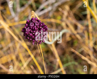 Die purpurrote Blume von Allium ampeloprasum in einem Feld in der Nähe von Jerusalem, Israel Stockfoto