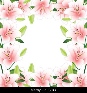 Rosa Lilium Candidum, die Madonnenlilie Rand auf weißem Hintergrund. Vector Illustration. Stock Vektor