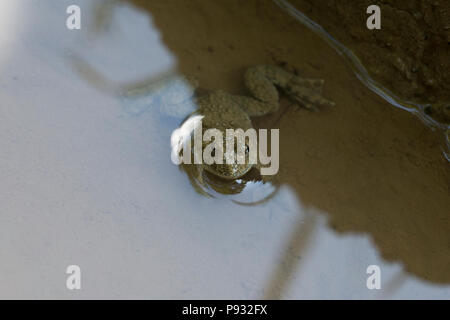 Gelbbauchunke (Bombina variegata) Stockfoto