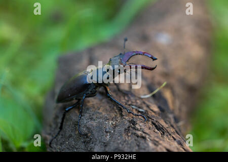 Lucanus cervus ist die bekanntesten Arten der Hirschkäfer Stockfoto