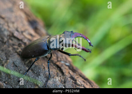 Lucanus cervus ist die bekanntesten Arten der Hirschkäfer Stockfoto