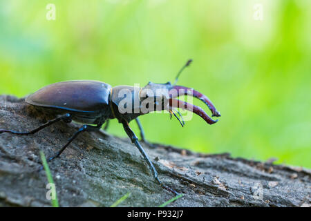 Lucanus cervus ist die bekanntesten Arten der Hirschkäfer Stockfoto