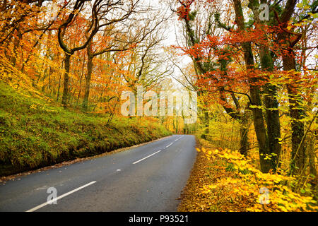 Malerische Straße windet sich durch Goldener Herbst Wald von Dartmoor National Park, einer ausgedehnten Moorlandschaften in der Grafschaft Devon, im Südwesten Englands. Stockfoto