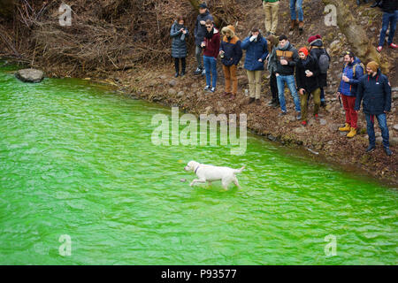 VILNIUS, LITAUEN - 18. MÄRZ 2017: Hunderte von Menschen, die Festlichkeiten genießen und feiern St. Patrick's Day in Vilnius. Fluss Vilnele gefärbt Gree Stockfoto