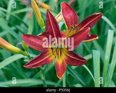 Daylily Hemerocallis Der tafford' Stockfoto