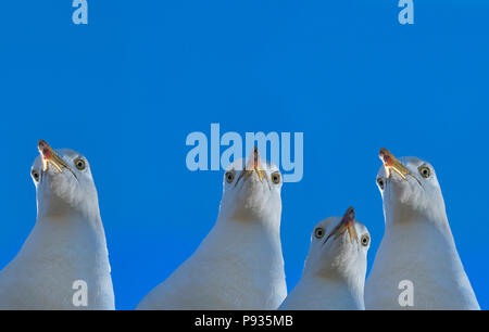 Hering Gulls Larus argentatus füttert die Küste der Norfolk Stockfoto