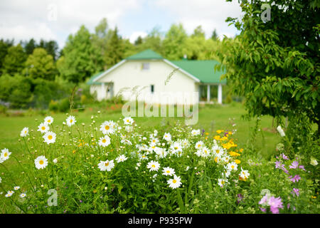 Gänseblümchen blüht in einem Garten mit grossen Haus auf einem Hintergrund. Stockfoto