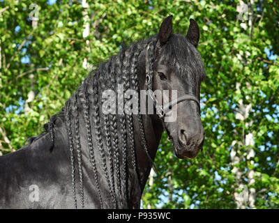 Close up Portrait von schwarzen Friesen Entwurf Pferd Stockfoto