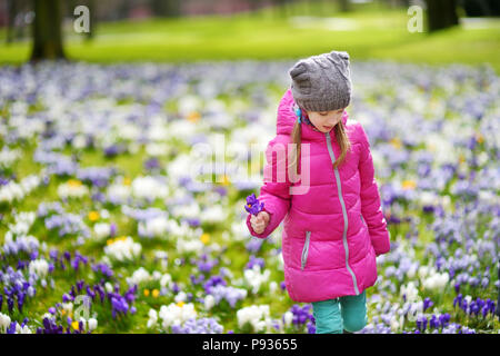 Junge Mädchen Kommissionierung crocus Blumen auf schönen blühenden Krokusse Wiese am frühen Frühling Süß. Adorable Kind Spaß im Freien. Stockfoto