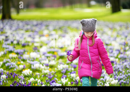 Junge Mädchen Kommissionierung crocus Blumen auf schönen blühenden Krokusse Wiese am frühen Frühling Süß. Adorable Kind Spaß im Freien. Stockfoto