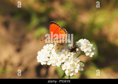 Schmetterling auf einer Blume Stockfoto