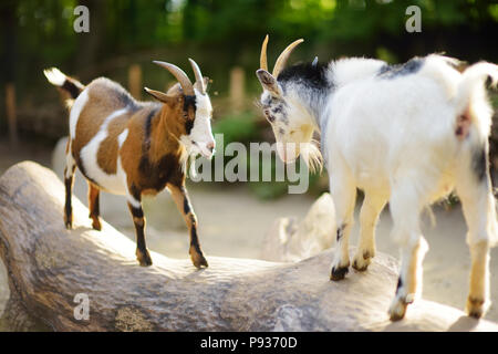 Zwei Ziegen auf einem Baumstamm auf schönen sonnigen Sommertag butting. Tiere kämpfen. Stockfoto