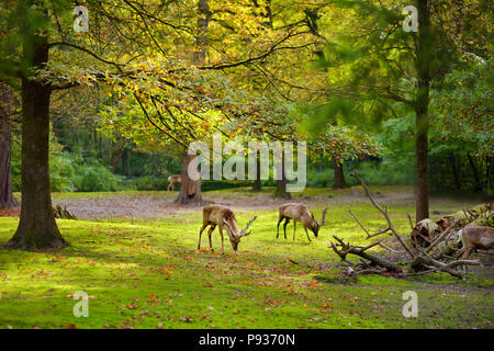 Gruppe von Rehe grasen in München Zoo auf schönen sonnigen Herbsttag Stockfoto