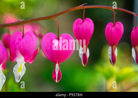 Pretty in Pink Bleeeding Herz Pflanze Stockfoto