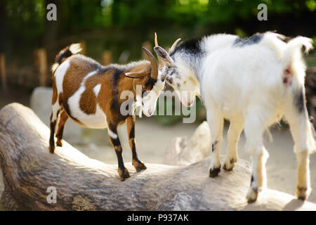 Zwei Ziegen auf einem Baumstamm auf schönen sonnigen Sommertag butting. Tiere kämpfen. Stockfoto