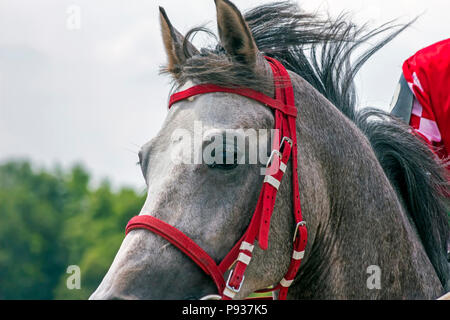 Grau Arabian Horse mare Portrait. Stockfoto