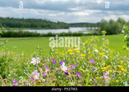Sunny View der selektiven Fokus auf Blüten mit verschwommenen Landschaft im Hintergrund Stockfoto