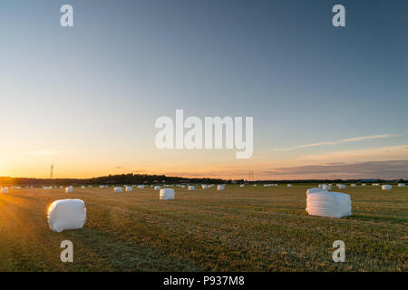 Heu Rollen durch weißen Kunststoff bei Sonnenuntergang abgedeckt Stockfoto