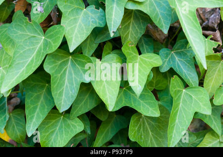 Gemeinsame Efeu (Hedera helix, auch bekannt als europäische Efeu oder britischen Efeu) an einer Wand Stockfoto