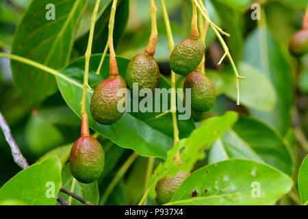 Bündel frische Avocados auf eine Avocado Baum im sonnigen Garten, Hawaii, USA Reifung Stockfoto