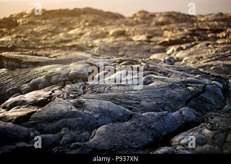 Endlosen Lavafeldern der Großen Insel von Hawaii. Glatte, wellige Oberfläche von gefrorenen Pahoehoe-lava. Hawaii, USA. Stockfoto