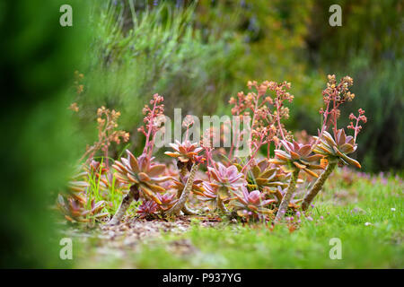 Verschiedene Arten von sukkulenten Pflanzen am Alii Kula Lavender Farm auf Maui, Hawaii, USA Stockfoto