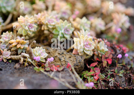 Verschiedene Arten von sukkulenten Pflanzen am Alii Kula Lavender Farm auf Maui, Hawaii, USA Stockfoto