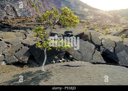 Atemberaubende Aussicht auf den Vulkan Kilauea Iki Krater Oberfläche mit zerbröckelnden Lavagestein in Volcanoes National Park in der Großen Insel von Hawaii, USA Stockfoto