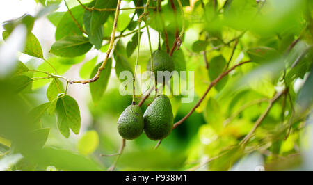 Bündel frische Avocados auf eine Avocado Baum im sonnigen Garten, Hawaii, USA Reifung Stockfoto